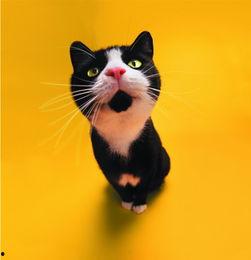 娱乐吃瓜猫作品原声,原声音乐背后的故事与魅力